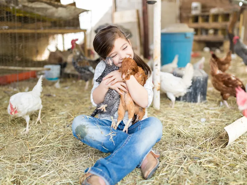 Une fillette tient une poule dans ses bras