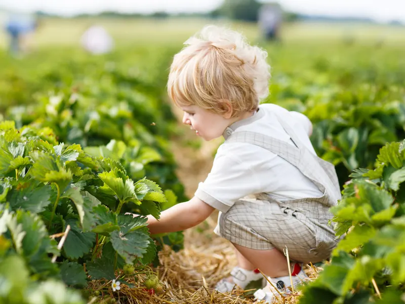 Soin du potager